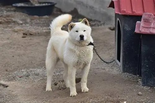 Korean Jindo