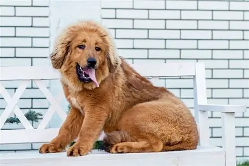 Tibetaanse Mastiff-hondjie wat op die stoel sit