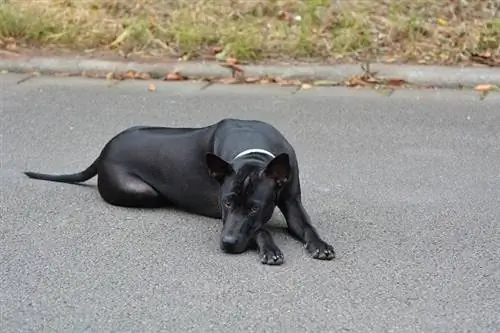 Thai ridgeback hond