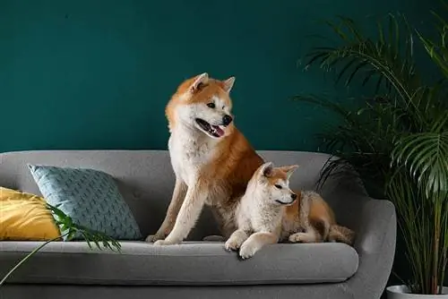 ob Akita Inu ntawm lub rooj zaum