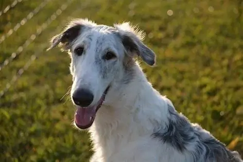 4 Borzoi