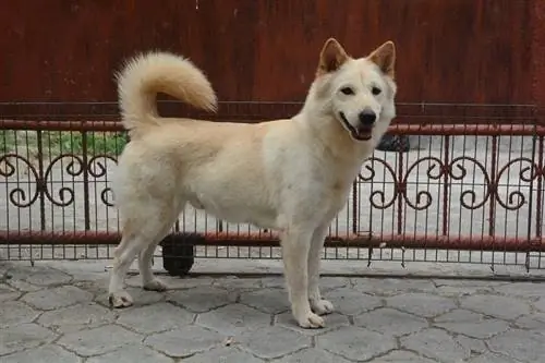 Kintamani Bali Dog, Indonesian National Breed_adi dharmawan_shutterstock