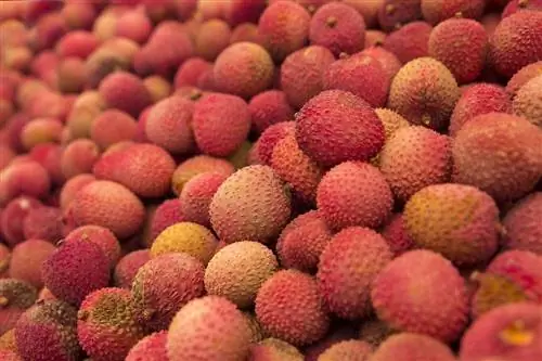 Cov miv puas noj tau Lychee? Khoom noj khoom haus Facts & FAQ