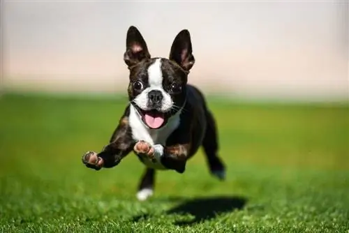 100 dan ortiq Boston Terrier itlarining nomlari: Baquvvat itlar uchun g'oyalar & O'ynoqi itlar