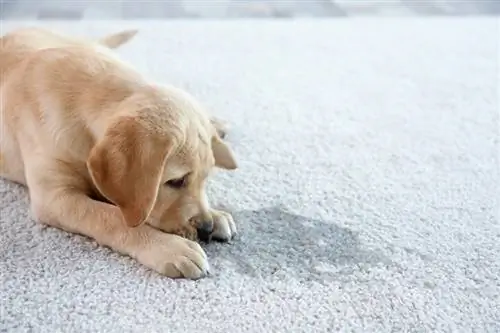 Lindo cachorro acostado en la alfombra cerca del lugar húmedo