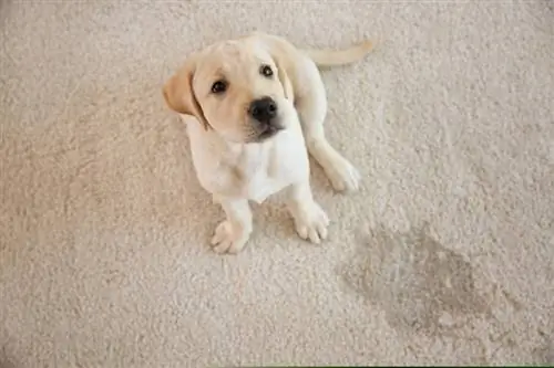 Lindo cachorro sentado en la alfombra cerca del lugar húmedo