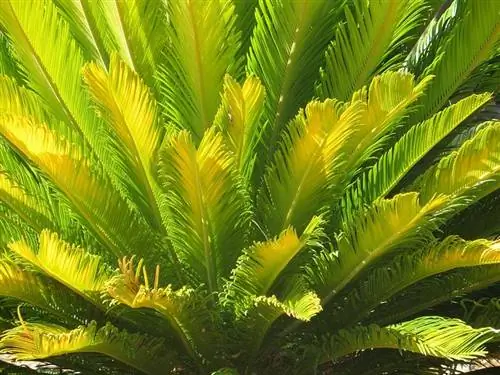 planta pam en un jardín