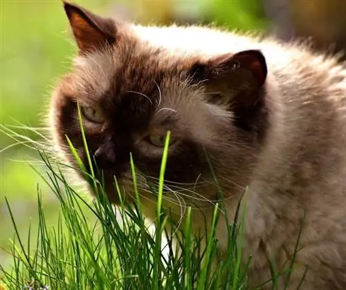 gato comiendo hierba