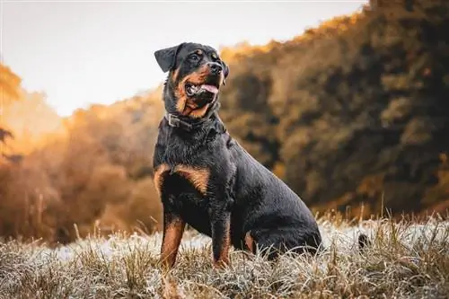 en rottweilerhund som sitter på gräset utomhus