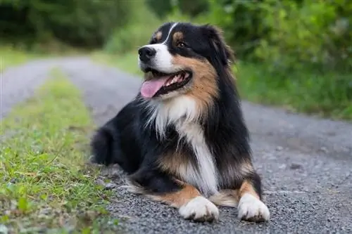 Australische herder die in het bos ligt