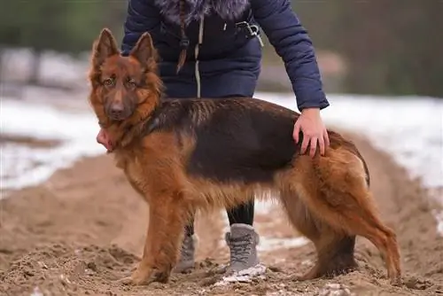 mulher e um cão pastor alemão de fígado