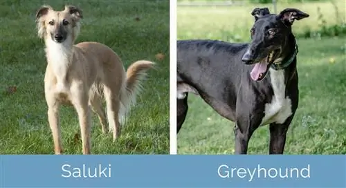 Saluki vs Greyhound unul lângă altul