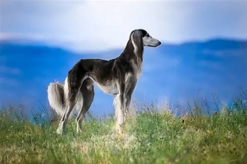 Saluki afară