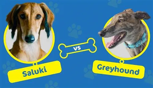 Saluki vs Greyhound: Hvilken race er bedst for dig?