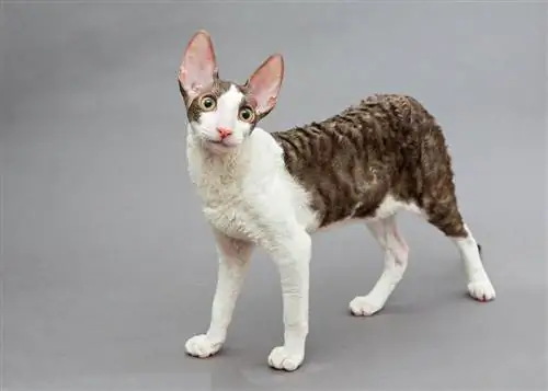 ikki rangli Cornish Rex