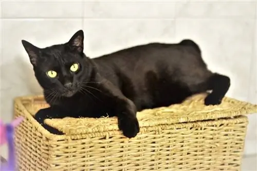 Black Japanese Bobtail na nakahiga sa wicker basket