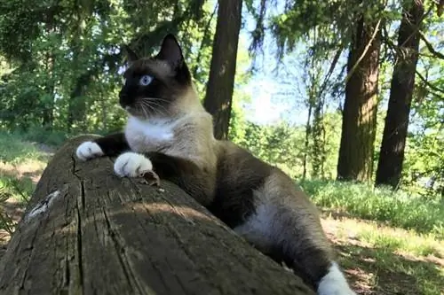 chat en raquettes sur bois