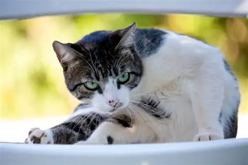 En hankatt som sitter vid fönstret