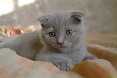 scottish fold katt liggande