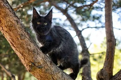 Gros chaton maine coon noir grimpant dans un arbre