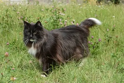 Chat des forêts norvégiennes sur l'herbe