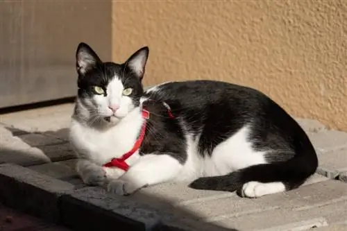 Mau árabe tomando el sol