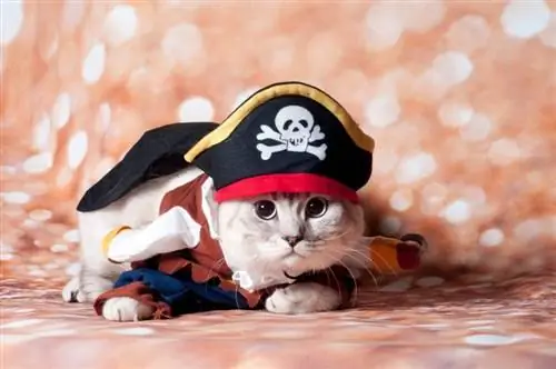 gatto con costume