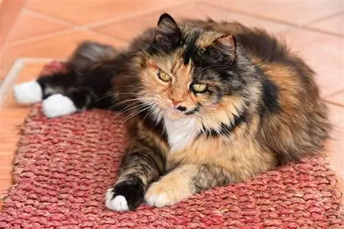 un chat domestique à poils longs allongé sur un tapis à la maison