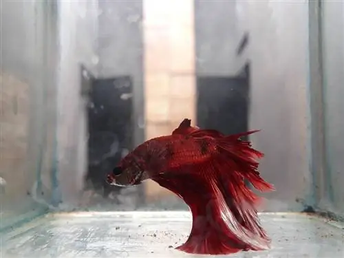 peixe betta vermelho doente