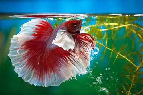 buta félhold betta