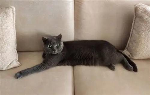 british shorthair cat na nakahiga sa sofa