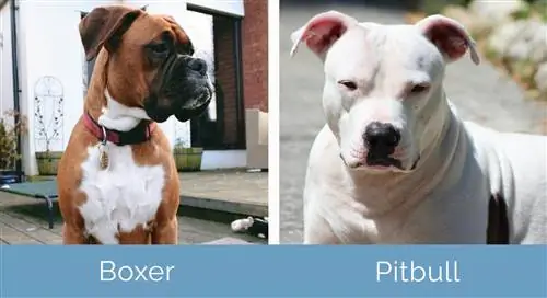 Boxer vs Pitbull kõrvuti