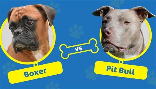 Boxeri vs. Pit Bulls: Care sunt diferențele?