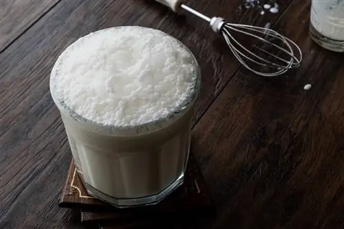 Kediler Ayran İçebilir mi? Ne bilmek istiyorsun