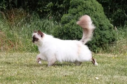 birman cat pacing