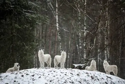 grupp av vargar