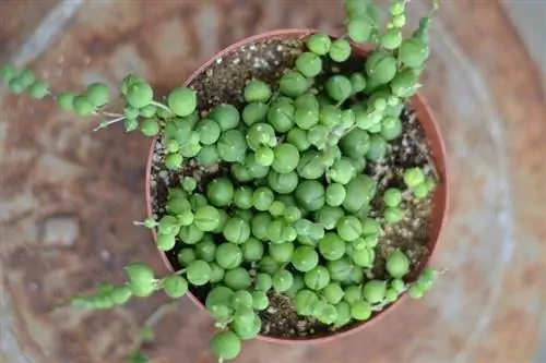 Senecio Rowleyanus (sznur pereł)