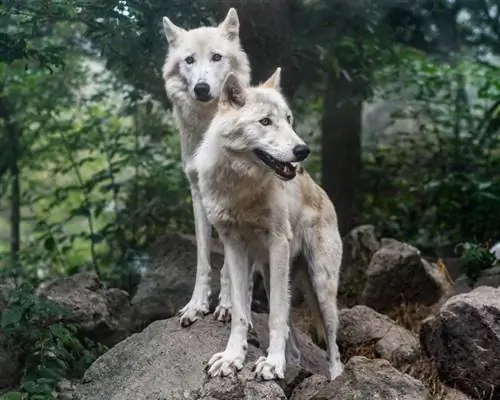 Ang mga Lobo ba ay tumatahol na parang aso? Ano ang Tunog ng mga Lobo?