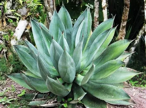 gigantyczny aloes