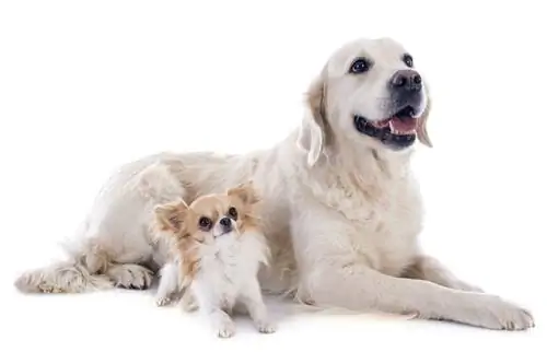 golden retriever y chihuahua_cynoclub_shutterstock