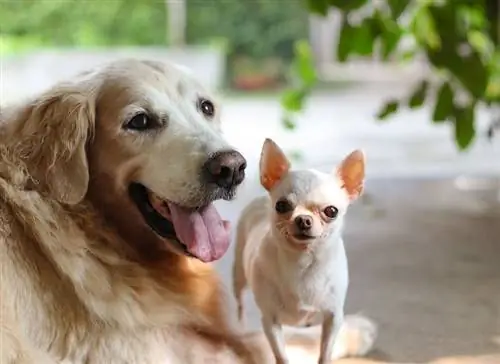 Golden Retriever Chihuahua-mengsel (Golden Chi)