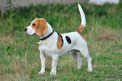 Beagle đứng trên sân