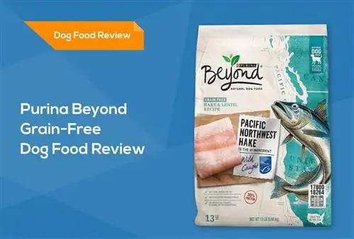 Purina Beyond Grain-Free Dog Food Review: Recalls, Pro & Μειονεκτήματα