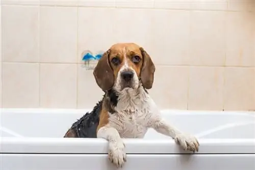 Wie oft sollte ich meinen Beagle baden? Mögen sie Bäder?