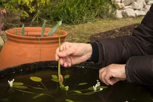 plantando aponogeton en el estanque