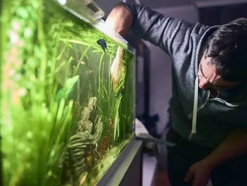 snoeien-van-de-planten-in-zijn-aquarium