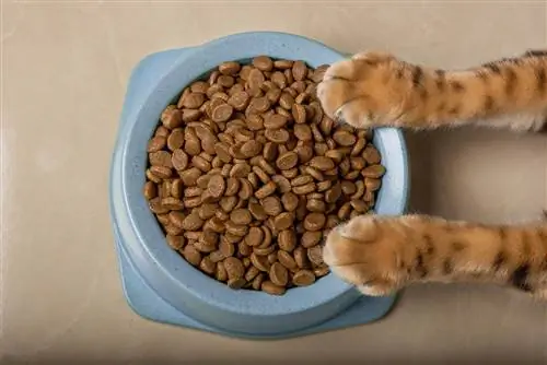 Isang mangkok ng masarap na tuyong pagkain ng pusa sa mga paws ng pusa