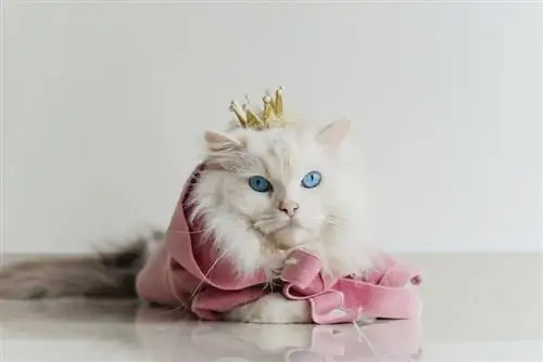 chat ragdoll en manteau rose avec couronne jaune