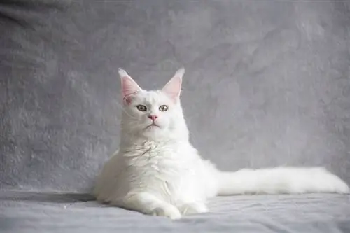 chat maine coon blanc