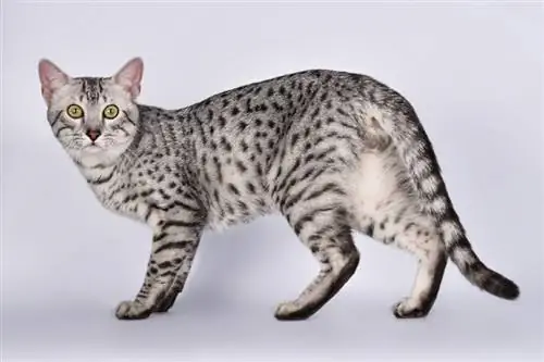 Egyptian Mau miv hauv grey keeb kwm yav dhau